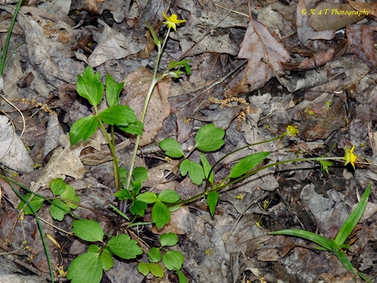 {Ranunculus hispidus}